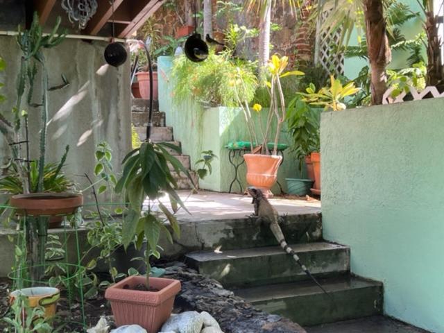 The Green Iguana Hotel Charlotte Amalie Dış mekan fotoğraf
